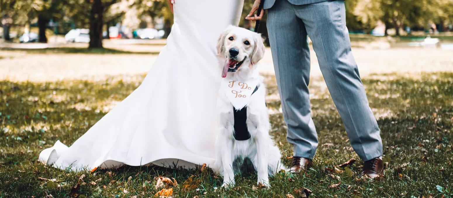 Dog attending outdoor wedding